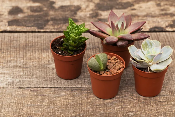 Plantas suculentas en miniatura —  Fotos de Stock
