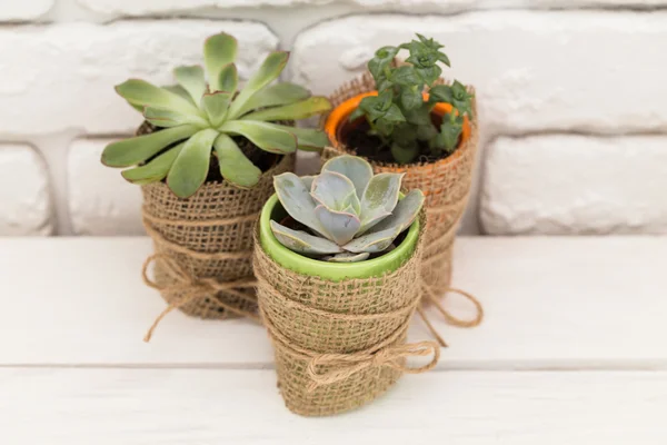 Succulents, karanfiller tencere — Stok fotoğraf