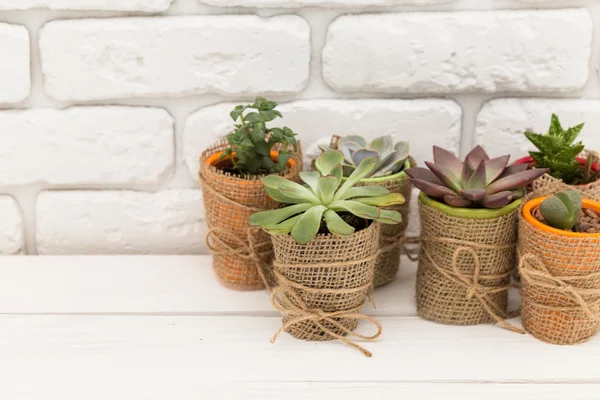 Suculentas, plantas de casa em potes — Fotografia de Stock