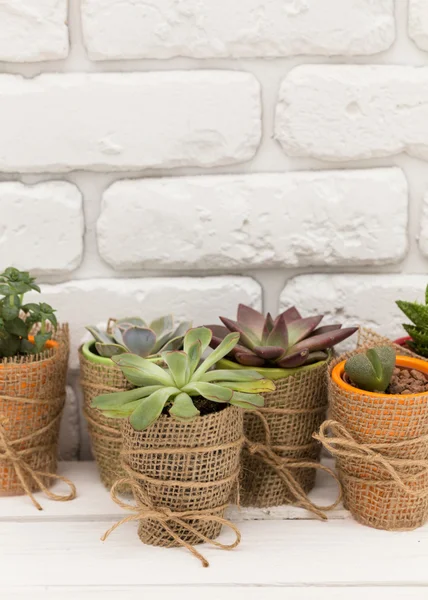 Succulente, piante domestiche in vaso — Foto Stock
