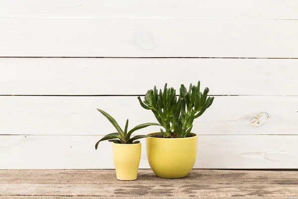 Huis planten in potten — Stockfoto