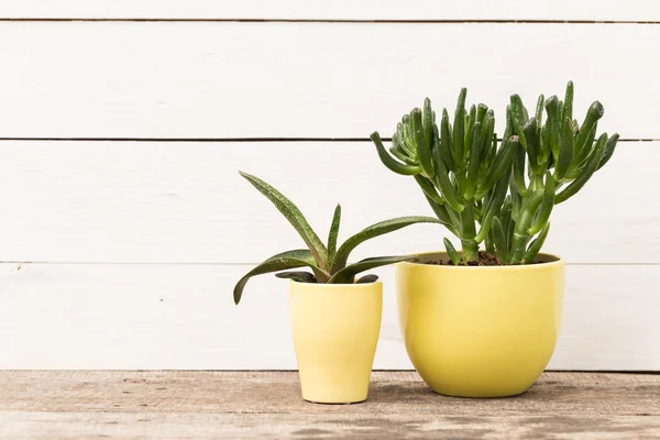 succulents, house plants in pots