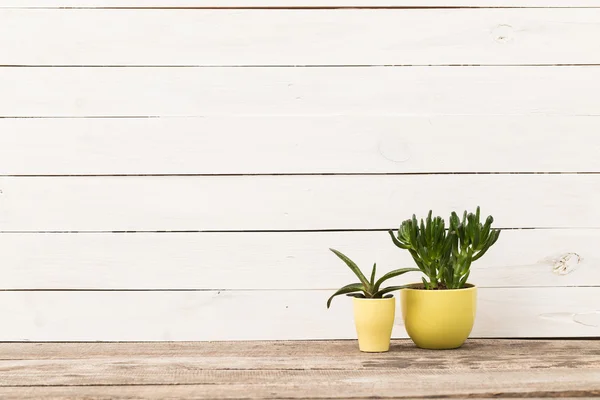 Huis planten in potten — Stockfoto