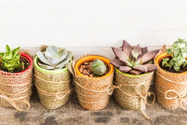House plants in pots — Stock Photo, Image