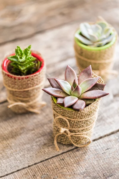 Suculentas, plantas de casa — Fotografia de Stock