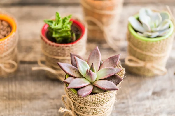 Succulente, piante domestiche — Foto Stock