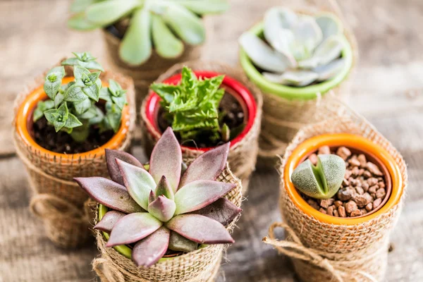 Suculentas, plantas de casa — Fotografia de Stock