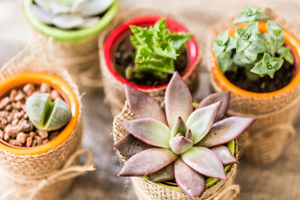 Suculentas, plantas de casa — Fotografia de Stock