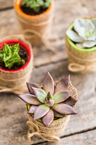 Suculentas, plantas de casa — Fotografia de Stock