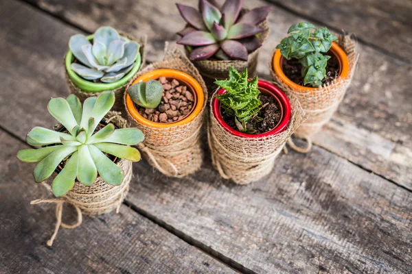 Succulents, house plants — Stock Photo, Image