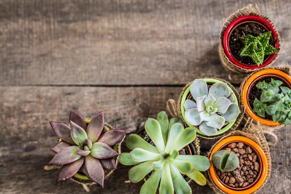 Succulenten, kamerplanten — Stockfoto