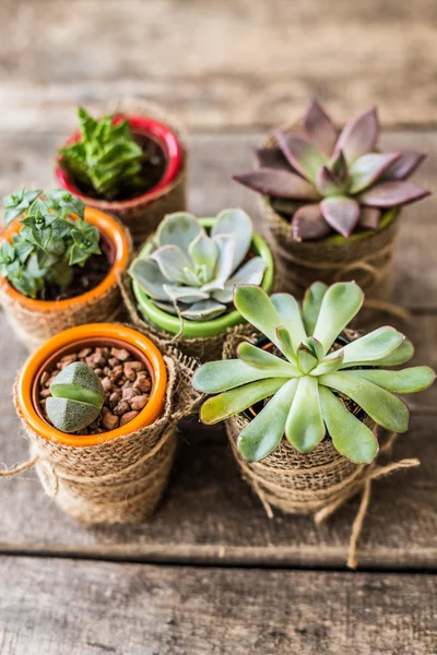 Succulents, house plants