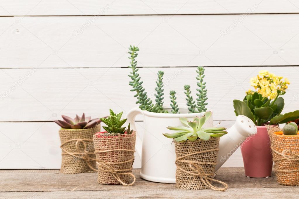 succulents, house plants in pots