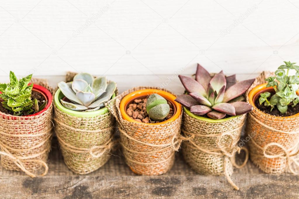 house plants in pots