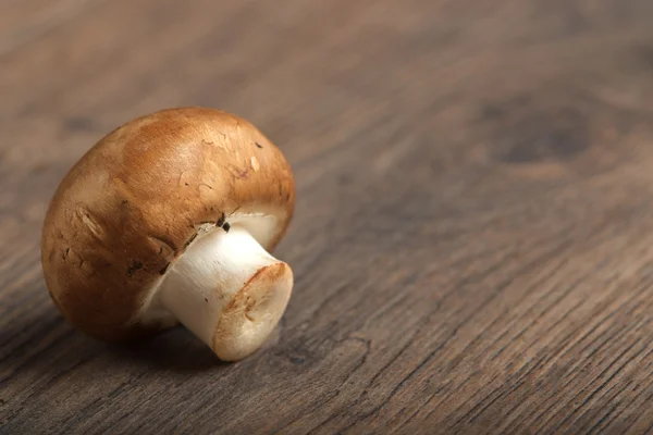 Mushroom — Stock Photo, Image