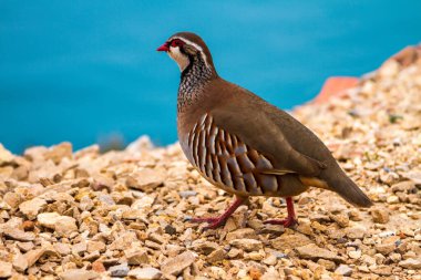 Kayalardan ve mavi denizden oluşan arka planda kırmızı bacaklı keklik..