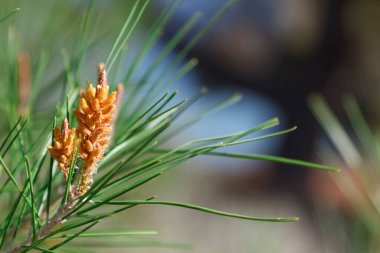Arka planda iğne yaprakları olan genç bir kozalak..