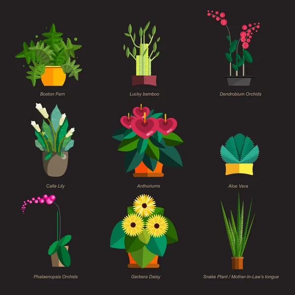 Illustration von Zimmerpflanzen, Zimmer- und Büropflanzen im Topf. Dracaena, Farn, Bambus, Spathyfyllium, Orchideen, Calla Lilie, Aloe Vera, Gerbera, Schlangenpflanze, Anthurien. flache Pflanzen, Vektorsymbole gesetzt — Stockvektor