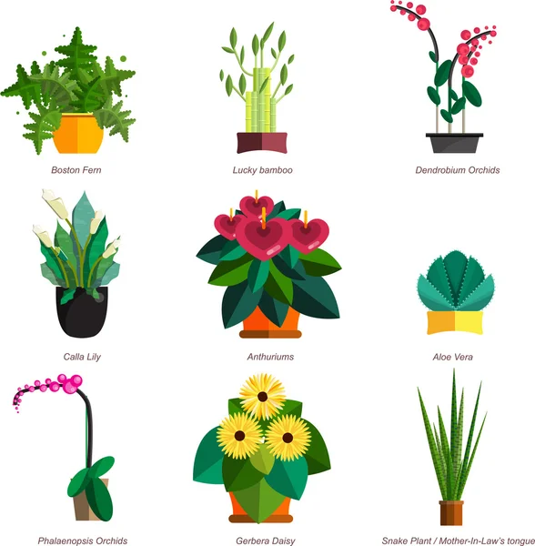 İllüstrasyon ofis bitki tencerede ve houseplants, kapalı. Dracaena, fern, bambu, spathyfyllium, orkide, Calla lily, aloe vera, gerbera, yılan bitki, antoryum. Düz bitkiler, vektör Icon set