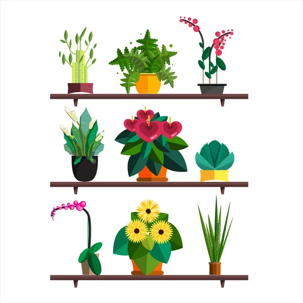 Ilustração de plantas de sala, plantas de interior e de escritório em vaso. Dracaena, samambaia, bambu, espathyfyllium, orquídeas, lírio Calla, aloé vera, gerbera, planta de cobra, antúrios. Plantas planas, conjunto de ícones vetoriais —  Vetores de Stock