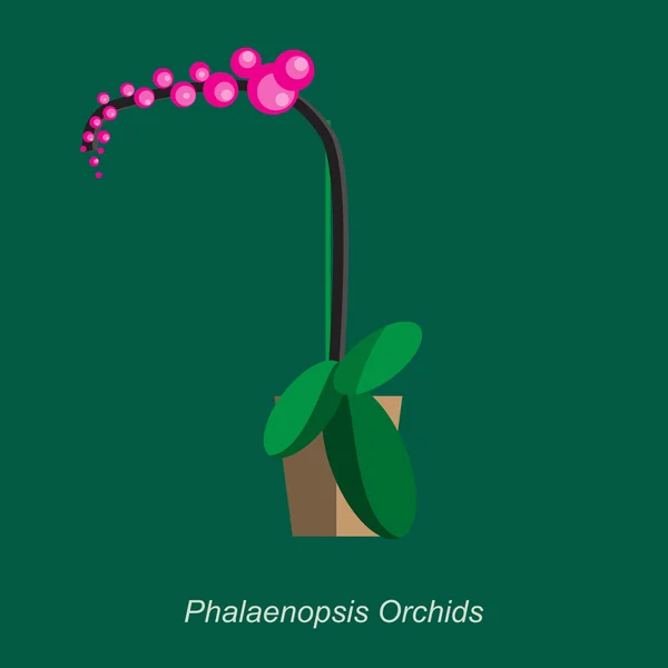 Illustration vectorielle plate des orchidées phalaenopsis de la plante d'intérieur en pot — Image vectorielle