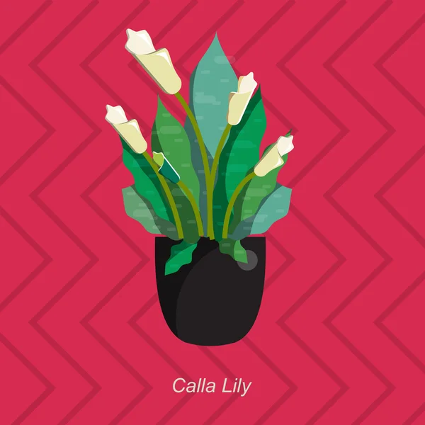 Illustration vectorielle plate du lis calla de la plante d'intérieur en pot — Image vectorielle