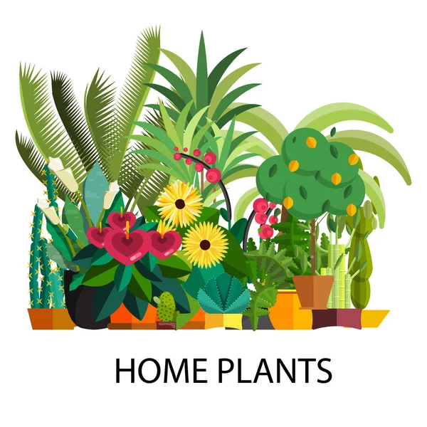 Vettore Set di piante domestiche in vaso. Illustrazione — Vettoriale Stock