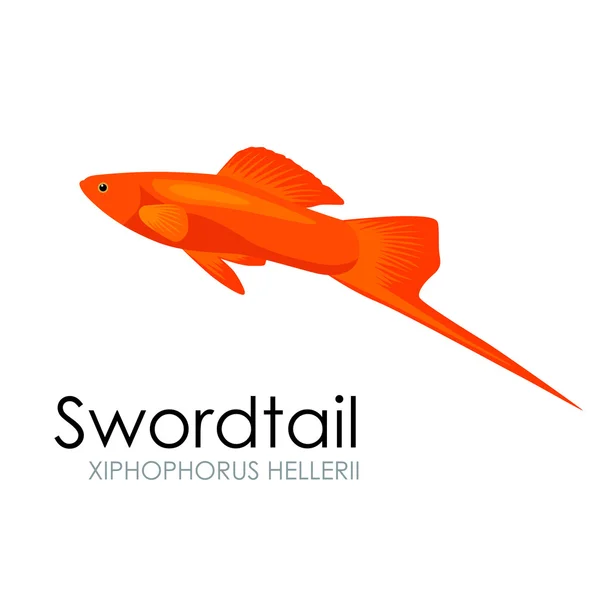 Pesci d'acquario coda di spada, illustrazione vettoriale isolata su sfondo bianco . — Vettoriale Stock