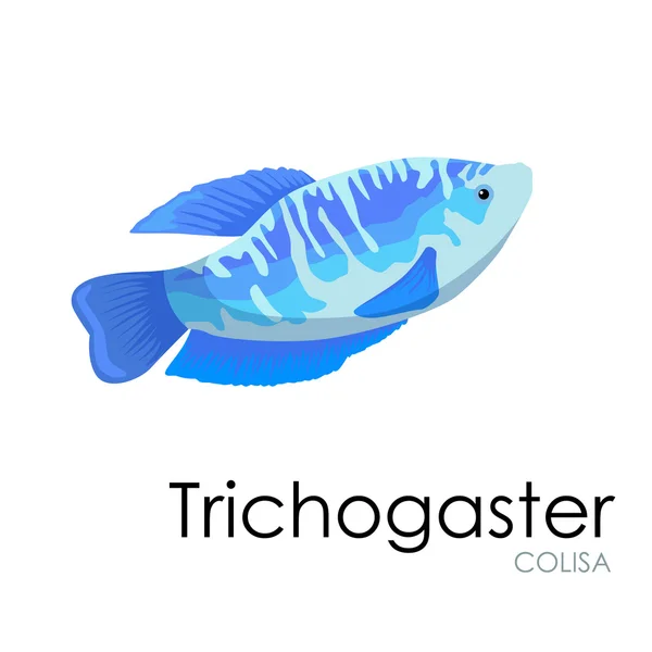 Pesci d'acquario Trichogaster, illustrazione vettoriale isolata su sfondo bianco . — Vettoriale Stock