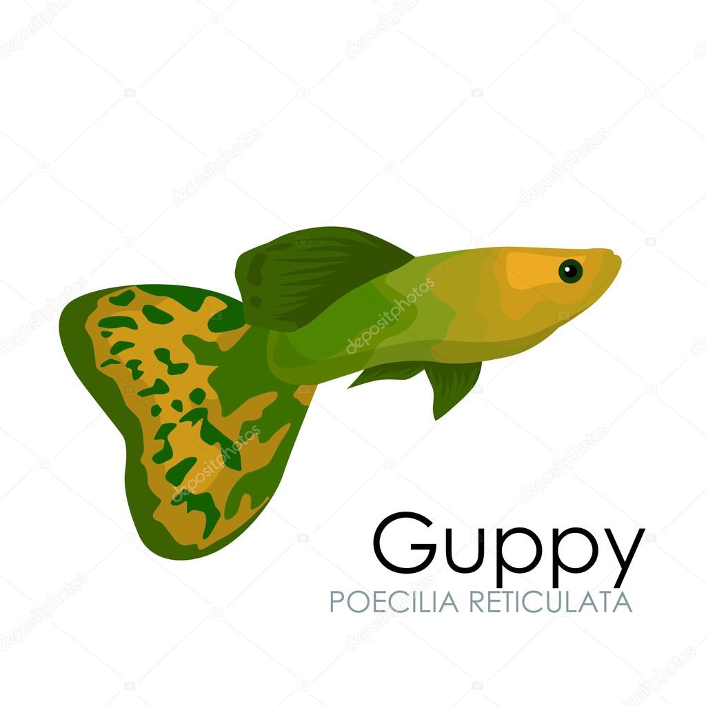Pesci d acquario carino illustrazione vettoriale Guppy isolato su priorit  bassa bianca icona di illustrazione vettoriale