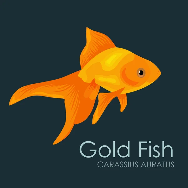 Pesci d'acquario Pesci d'oro, illustrazione vettoriale isolata su sfondo scuro . — Vettoriale Stock