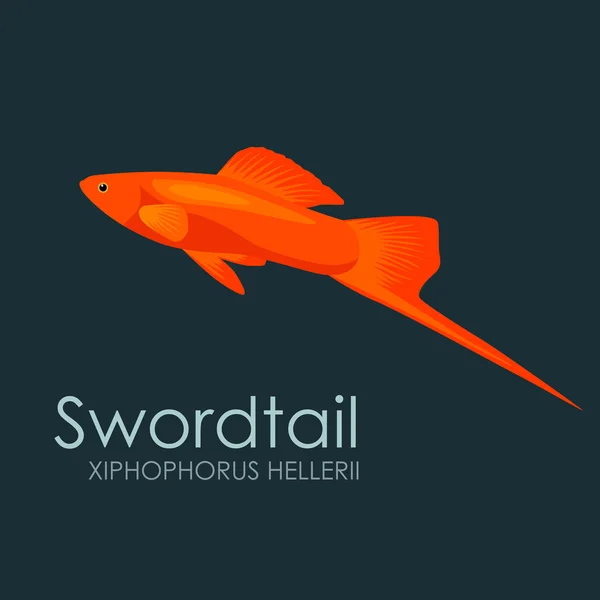 Pesci d'acquario coda di spada, illustrazione vettoriale isolata su sfondo scuro . — Vettoriale Stock