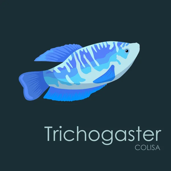 Pesci d'acquario Trichogaster, illustrazione vettoriale isolata su sfondo scuro . — Vettoriale Stock