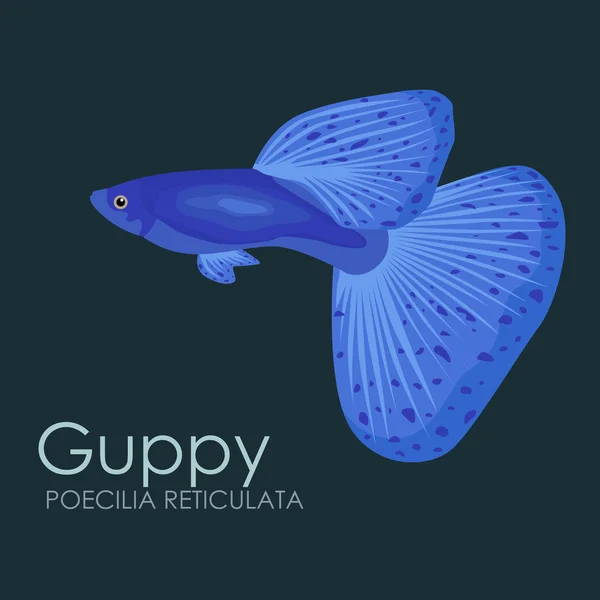 Poisson d'aquarium Guppy, illustration vectorielle isolée sur fond sombre . — Image vectorielle