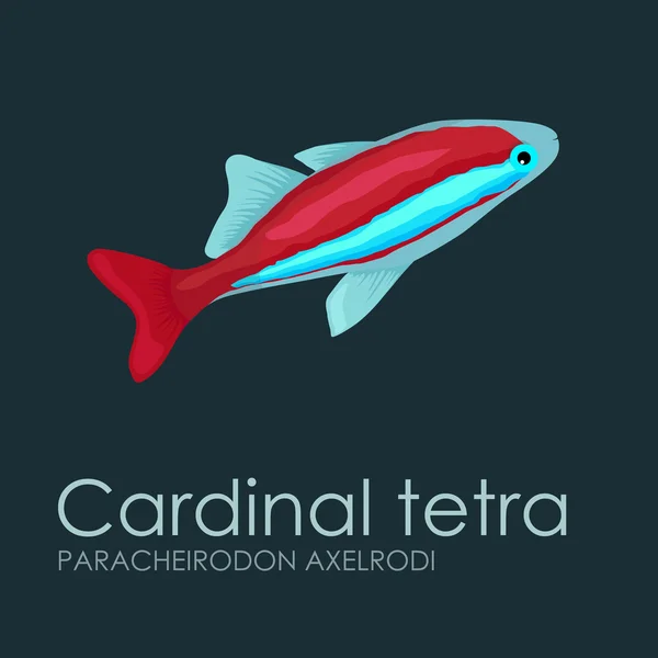 Pesci d'acquario Cardinal tetra, illustrazione vettoriale isolata su fondo scuro . — Vettoriale Stock