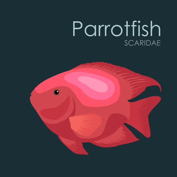 Pesci d'acquario Pesci pappagallo, illustrazione vettoriale isolata su sfondo scuro . — Vettoriale Stock