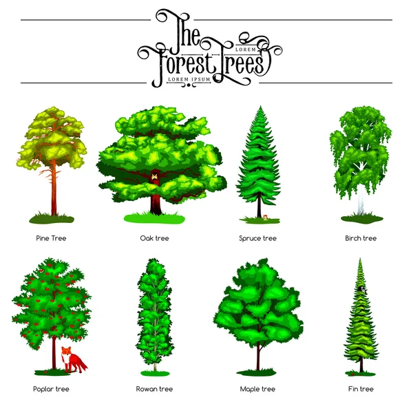 Beyaz arka plan üzerinde izole yaz yeşil Orman ağacı. Karikatür vektör ağaçlar açık parkta ayarlayın. Açık park şubesi ile ağaçlar ve yapraklar. Çam ağacı meşe Ladin huş kavak rowan akçaağaç fin — Stok Vektör