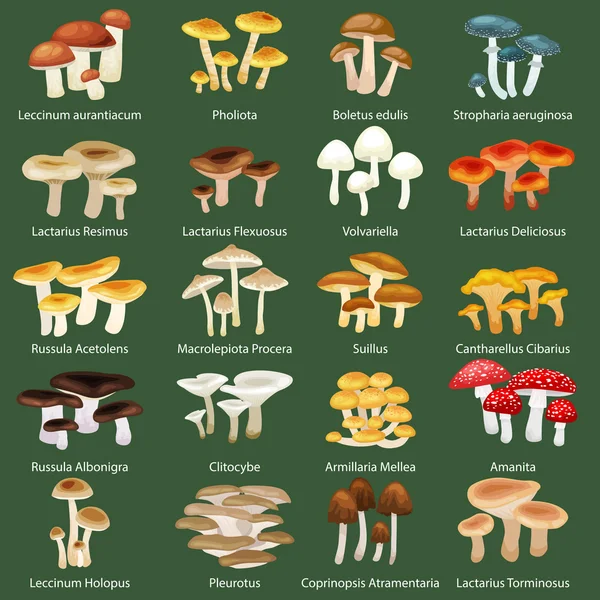 Ensemble de champignons naturels comestibles isolés vectoriels dans la nature, collection d'illustrations d'aliments végétaux biologiques, forêt   . — Image vectorielle