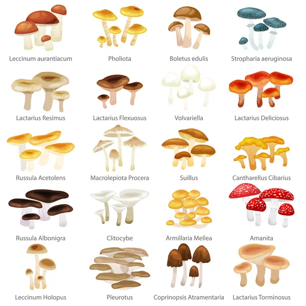 벡터 리모티마 한 식용 천연 버섯 자연 세트, 유기농 야채 식품 컬렉션 일러스트, 숲 버섯 세트. — 스톡 벡터