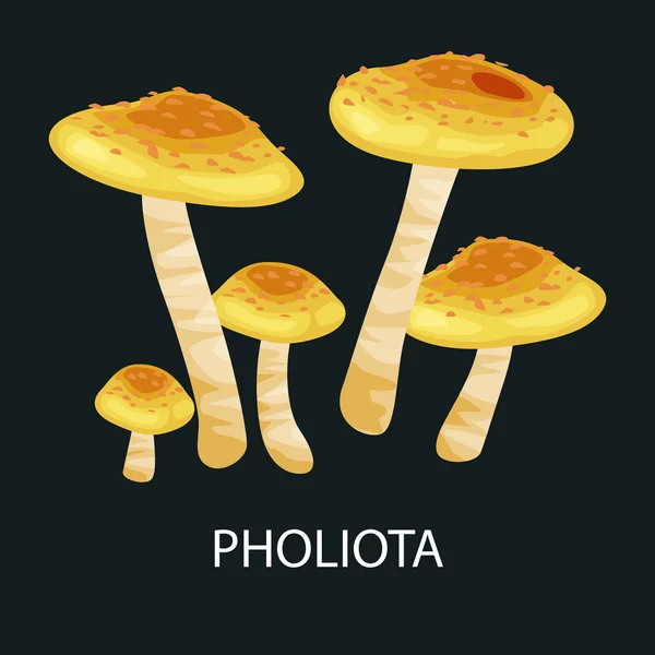 Salsicha Pholiota Cogumelos, Vetor isolado comestível cogumelos naturais no conjunto de natureza, coleta de alimentos vegetais orgânicos —  Vetores de Stock
