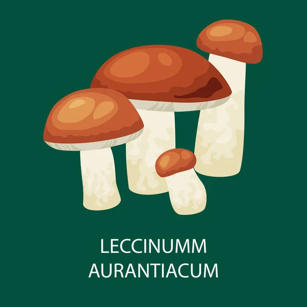 Cogumelo leccinum aurantiacum, Vetor isolado cogumelos naturais comestíveis na natureza alimento vegetal orgânico —  Vetores de Stock