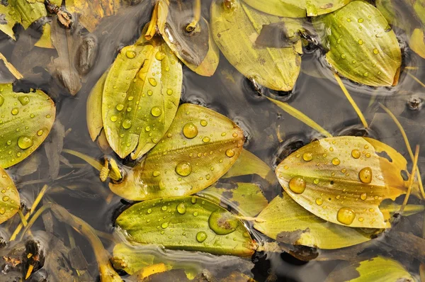 Leafs in Watter — ストック写真