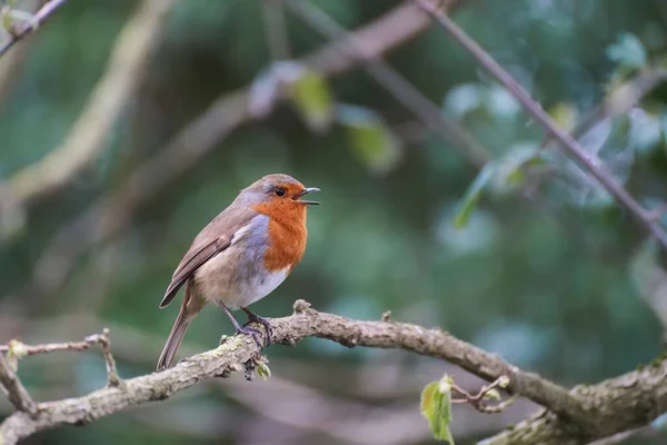 Singing European Robin Erithacus Rubecula Branch Green Background — Stock Photo, Image