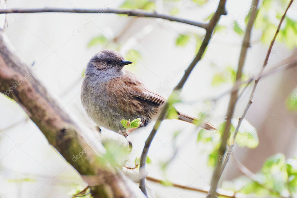 Dunnock bird Prunella modularis sitting on the branch  and looking back.