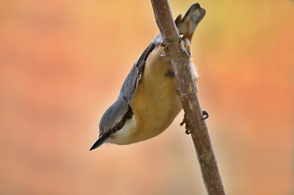 유라시아 nuthatch — 스톡 사진