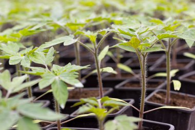 sera domates fide tencereye