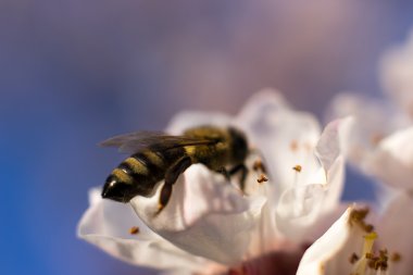 Çiçekteki bal arısı