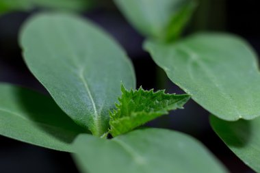 Seçici odak ve sığ derinlik-in tarla salatalık fidan filiz