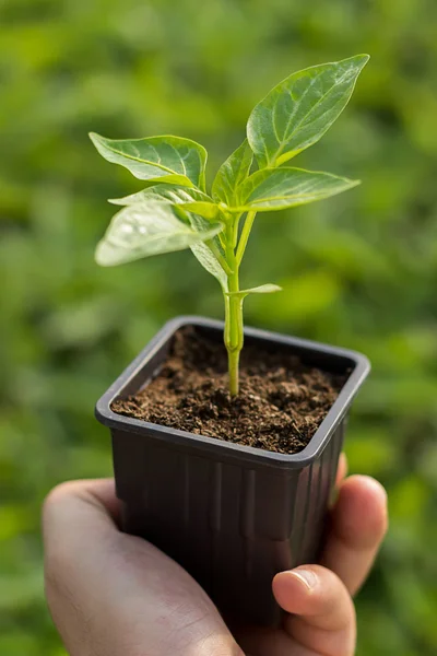 Paprika zaailing in de handen van de landbouw — Stockfoto