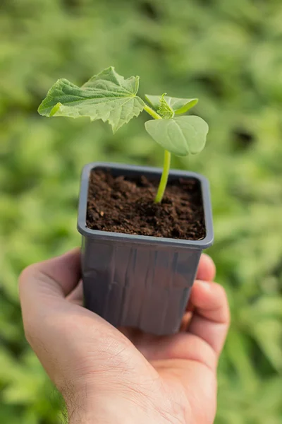 Gurken-Sämling in den Händen der Landwirtschaft Bio-Gärtnern — Stockfoto